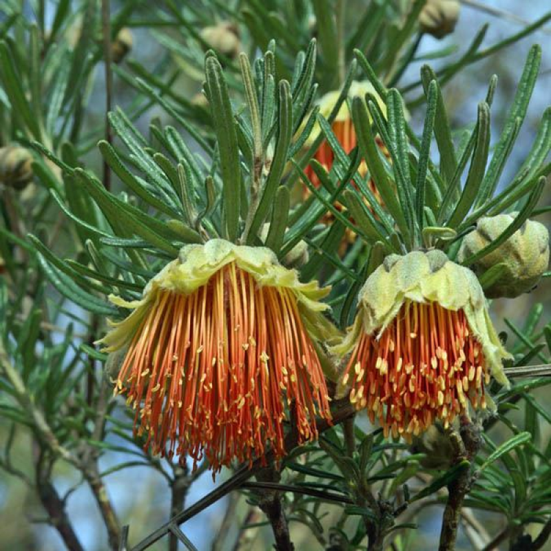 DIPLOLAENA angustifolia | Yanchep Rose