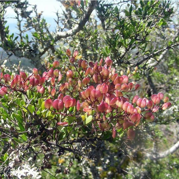 DODONAEA viscosa ssp cuneata
