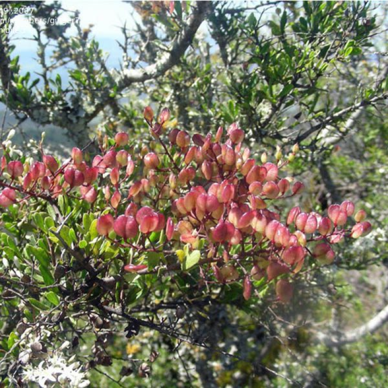 DODONAEA viscosa ssp cuneata | Native Hops
