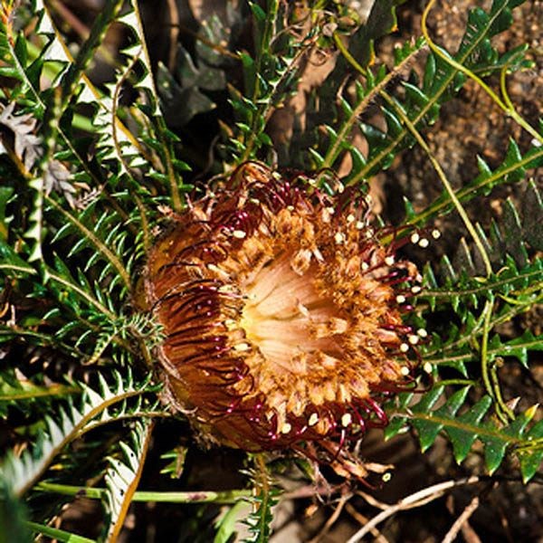 DRYANDRA tenuifolia