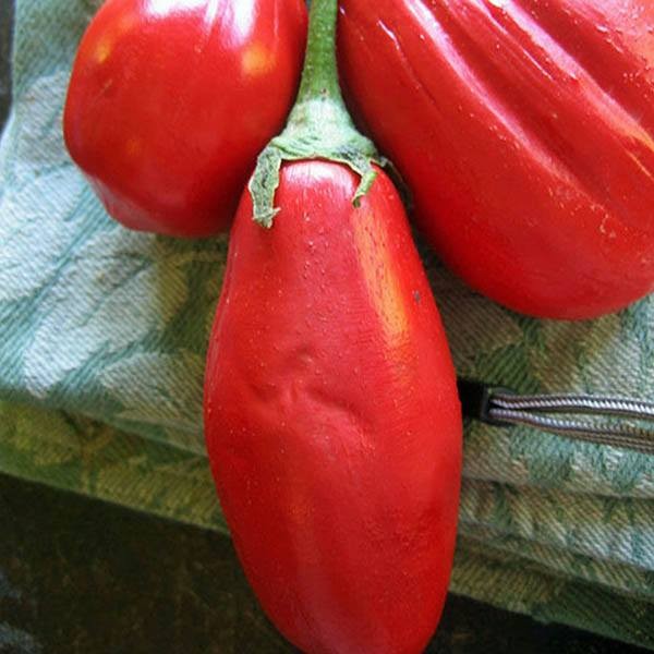 EGGPLANT Long Red