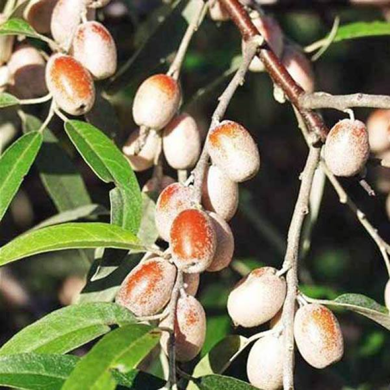 ELAEAGNUS angustifolia | Russian Olive