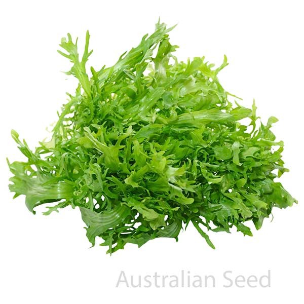 ENDIVE Salad King - CHICORIUM endivium