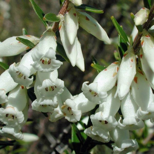EPACRIS obtusifolia