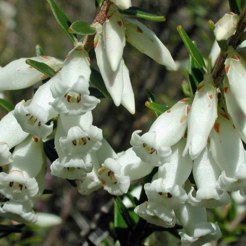 EPACRIS obtusifolia | 