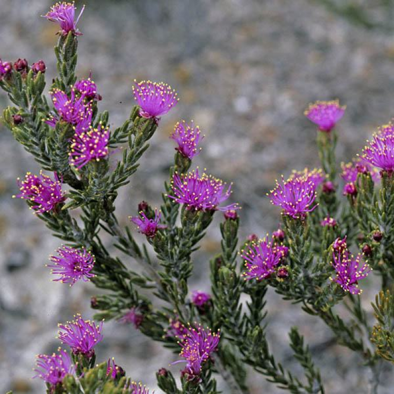 EREMAEA purpurea | Purple Flowered Eremaea
