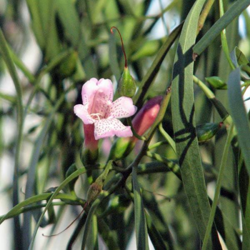 EREMOPHILA bignonifolia