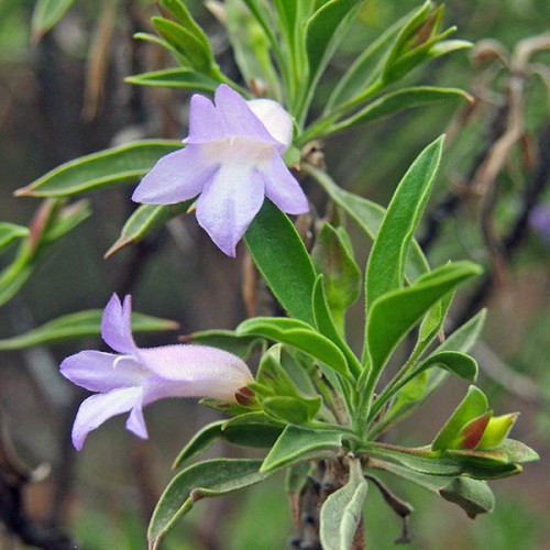 EREMOPHILA freelingii - Limestone Fuchsia