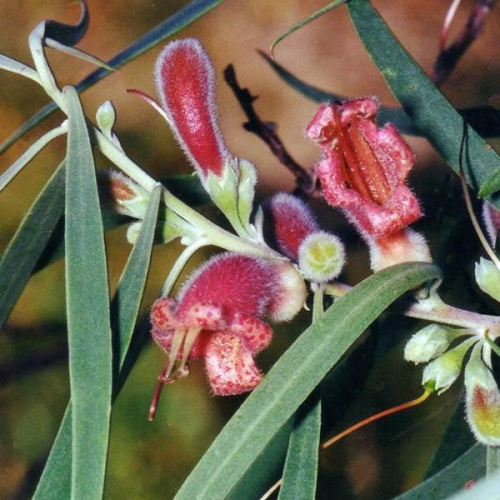 EREMOPHILA longifolia