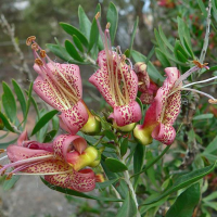 EREMOPHILA maculata | Native Fuchsia