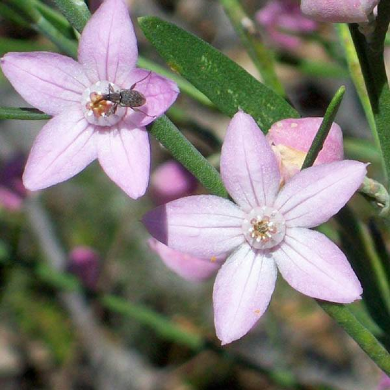 ERIOSTEMON australasius | Pink Wax Flower