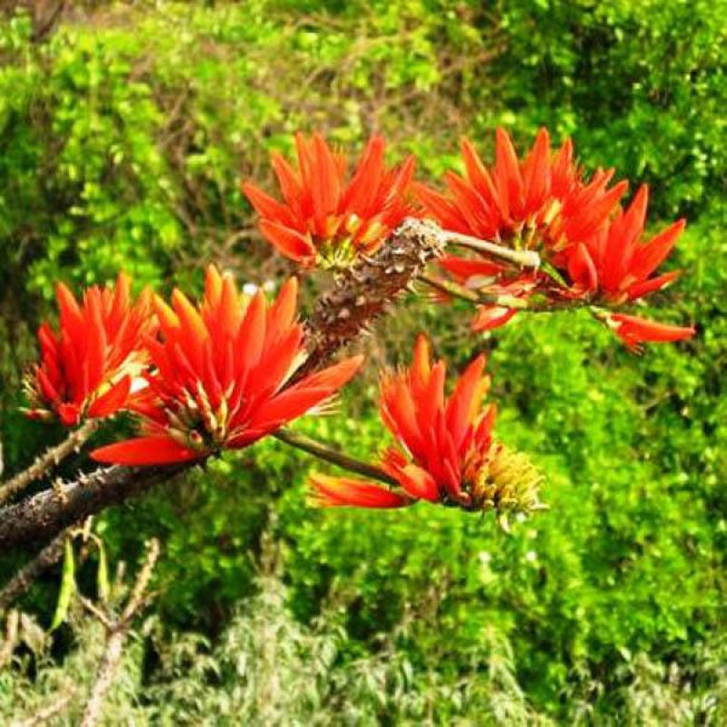 ERYTHRINA indica | Coral Tree