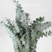Ask Eucalyptus Baby Blue    250 seeds  Need More 