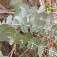 EUCALYPTUS cinerea - Silver Dollar | Image by Forest and Kim Starr (CC BY 3.0 US)
