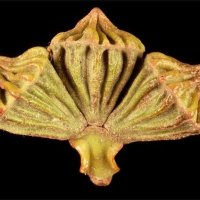 EUCALYPTUS coronata - Crowned Mallee