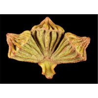 EUCALYPTUS coronata - Crowned Mallee | Image credit. Ian Brooker and David Kleinig (CC BY 3.0 AU