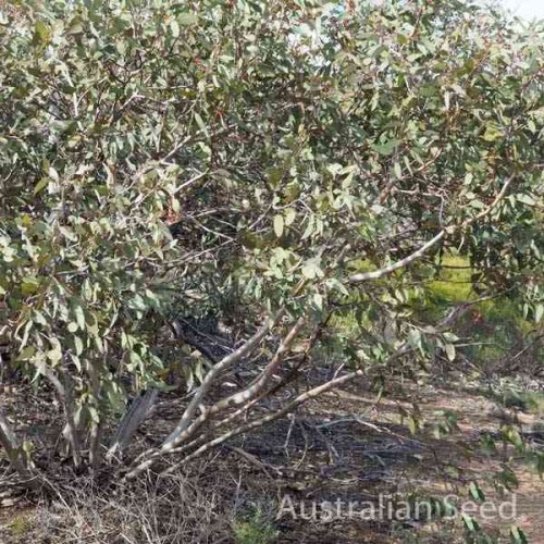 Eucalyptus cretata