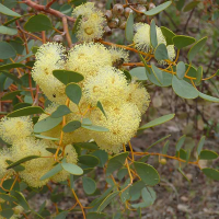 EUCALYPTUS crucis- Silver mallee | Image by Sydney Oats (CC BY 2.0)