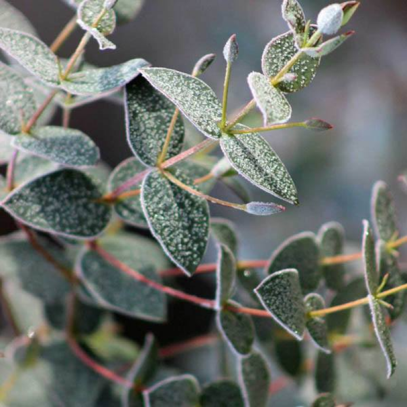 EUCALYPTUS rubida - Juvenile foliage | 