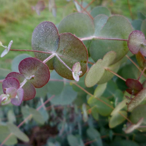 EUCALYPTUS rubida - Juvenile foliage