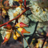 EUCALYPTUS socialis ssp. eucentrica buds | Inland Red Mallee