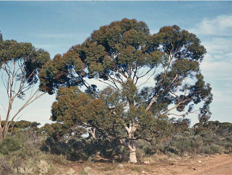 EUCALYPTUS brockwayi - Dundas Mahogany | Image by Ivan Holliday 3.0 Australia (CC BY 3.0 AU)
