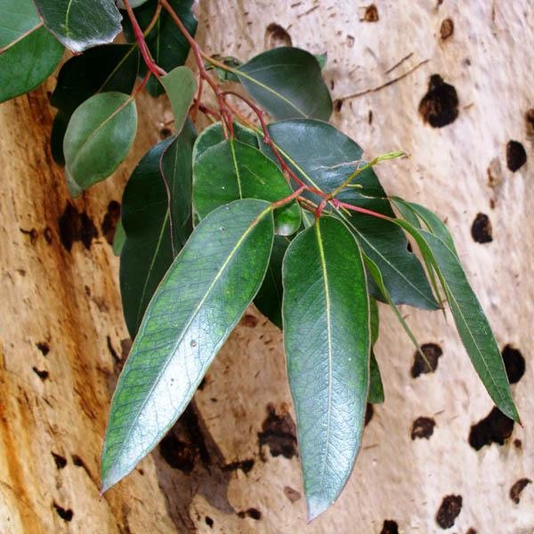 EUCALYPTUS cladocalyx nana leaves and bark