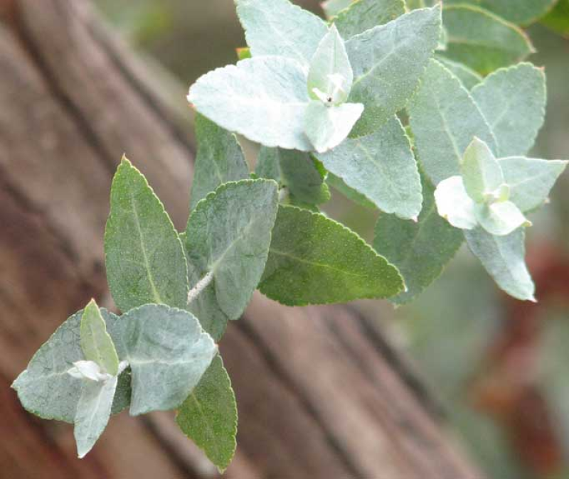 EUCALYPTUS crenulata - Victorian Silver Gum | Image by Melburnian 2.5 Generic (CC BY 2.5)