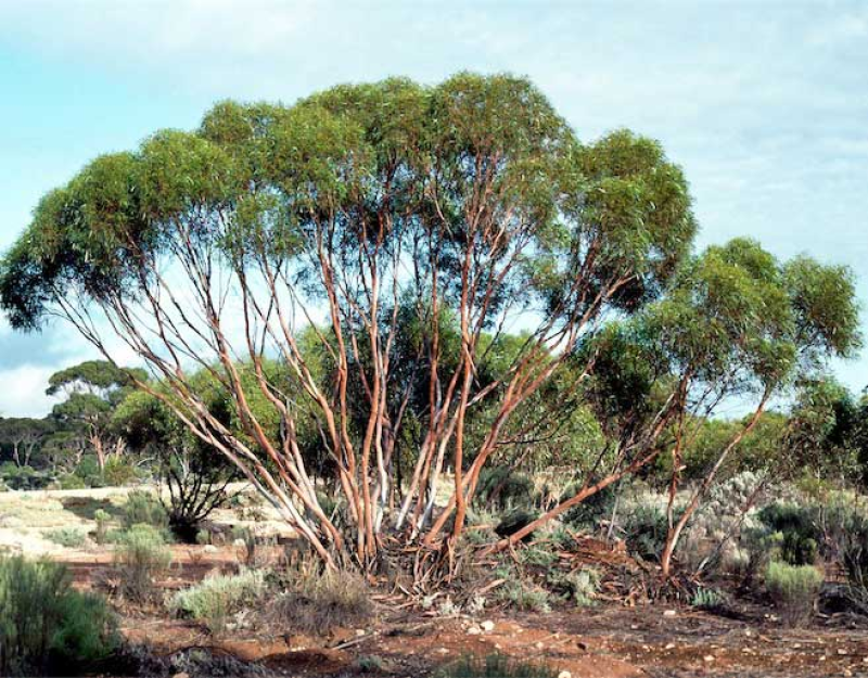 EUCALYPTUS cylindrocarpa - Woodline Mallee | Image by Ian Brooker and David Kleinig CC BY 3.0 AU DEED