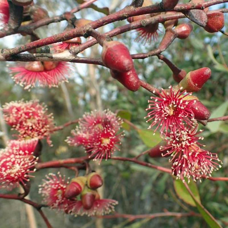EUCALYPTUS nutans | Red Flowerd Moort