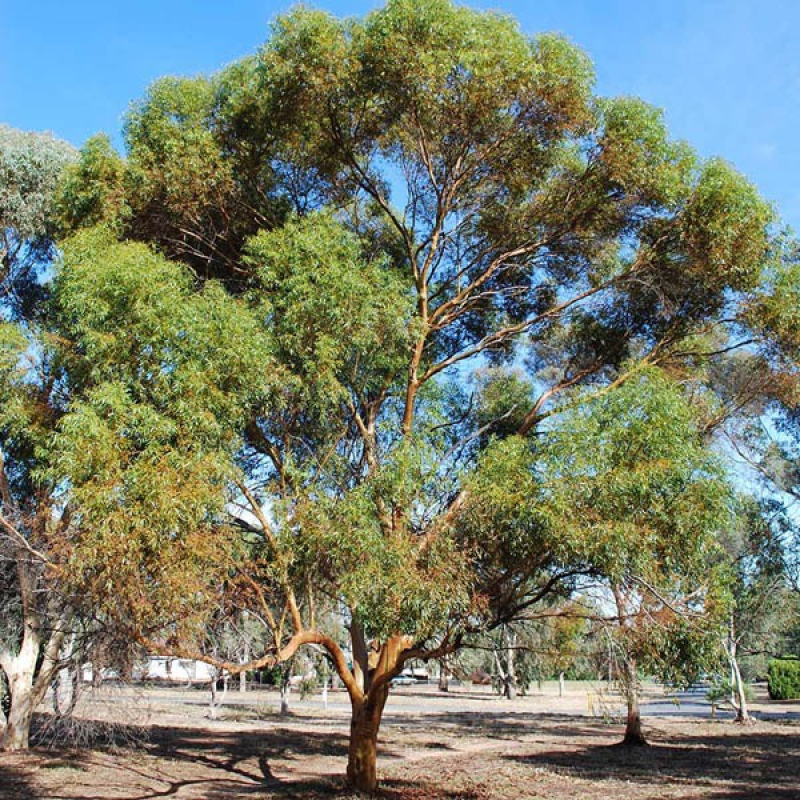 Eucalyptus salubris | Gimlet