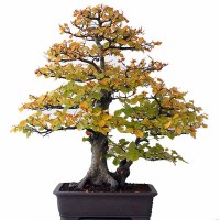 FAGUS sylvatica bonsai