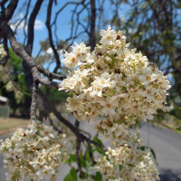 FLINDERSIA australis
