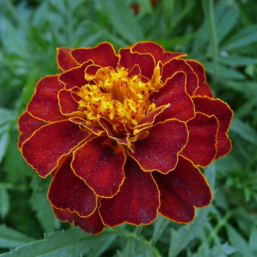 FRENCH Marigold Red Cherry - TAGETES patula