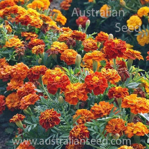 FRENCH Marigold Sparky Mix