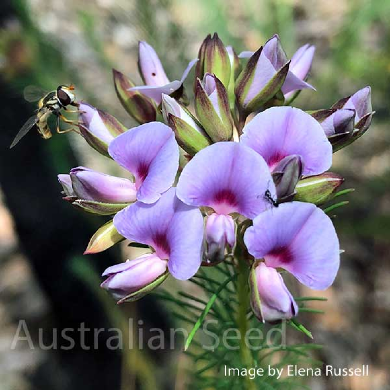 GOMPHOLOBIUM confertum - Purple Heath Pea or Glory Pea | Copyright Australian Seed