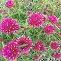 GOMPHRENA - Pink Billy Buttons
