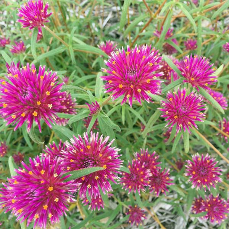 GOMPHRENA - Pink Billy Buttons | 