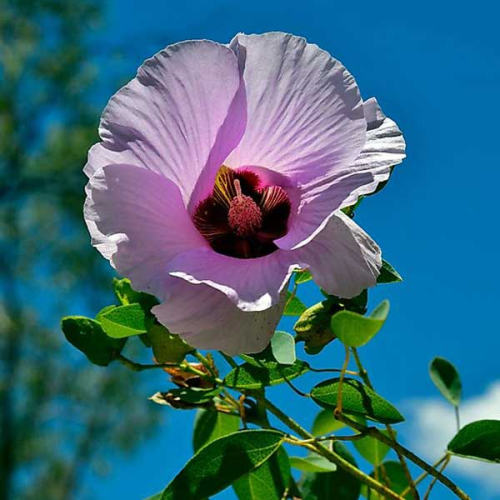GOSSYPIUM australe - Desert Rose