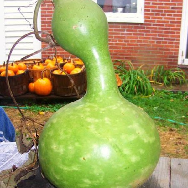 Giant Bottle Gourd