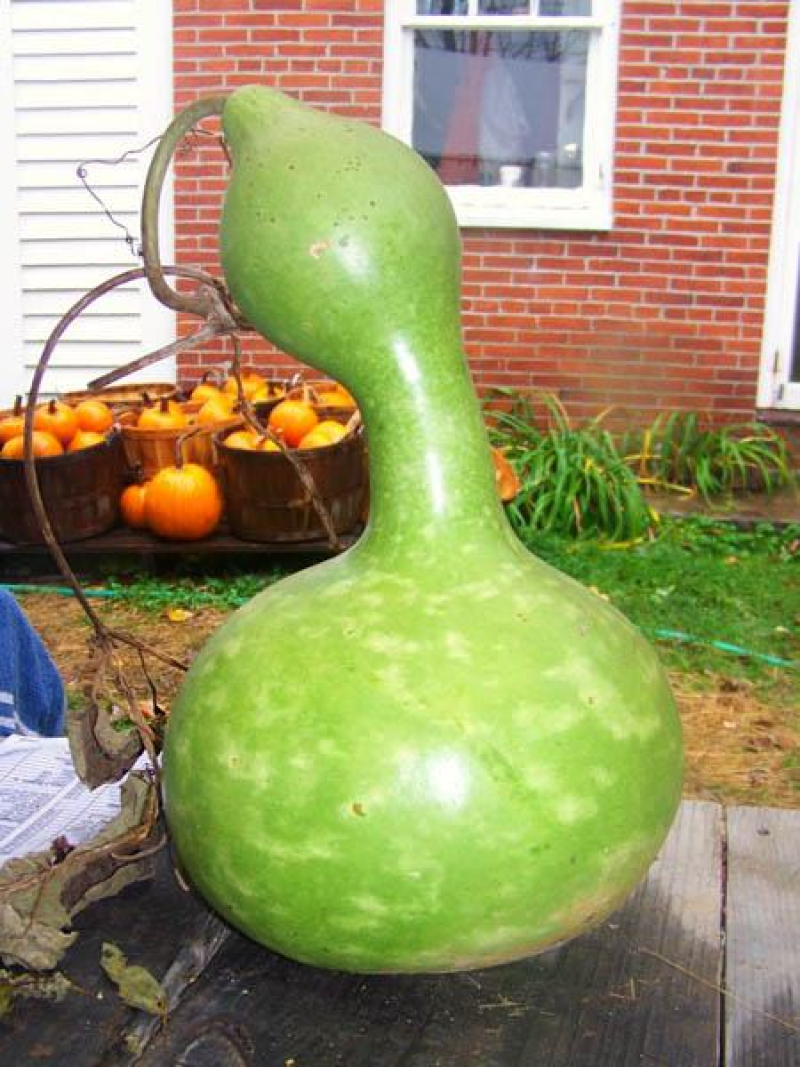 Giant Bottle Gourd | 