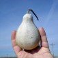 White Pear Gourd