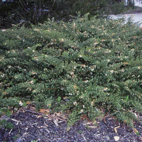 GREVILLEA crithmifolia