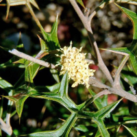GREVILLEA ramosissima Flower