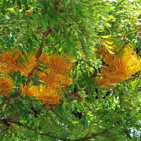 GREVILLEA robusta | Silky Oak