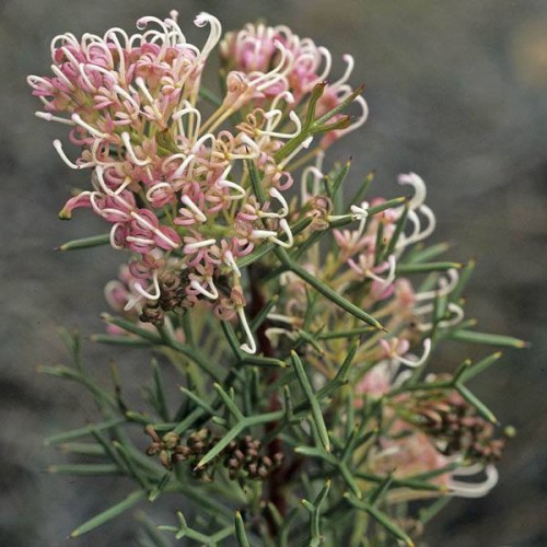 GREVILLEA teretifolia
