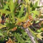 HAKEA ceratophylla - Staghorn-leaved Hakea