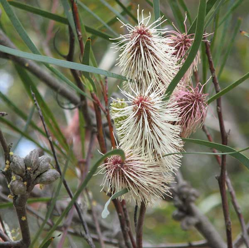 HAKEA minyma | Image Credit Melburnian 3.0 Unported (CC BY 3.0)