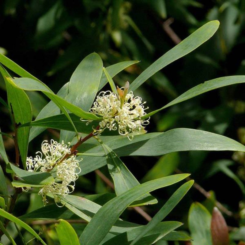 HAKEA salicifolia | Willow-Leaved Hakea