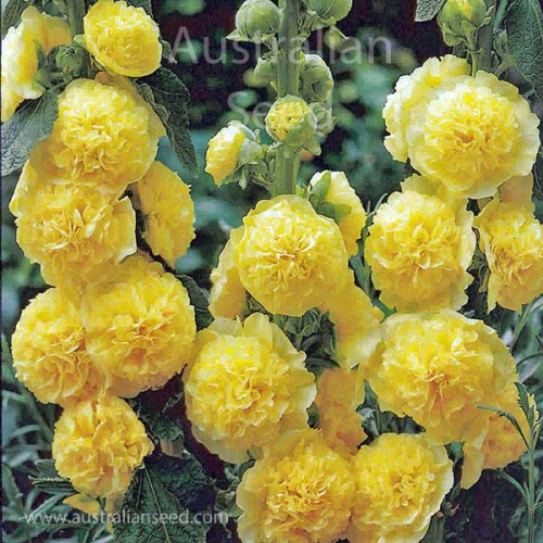 HOLLYHOCK Chaters Double Golden Yellow